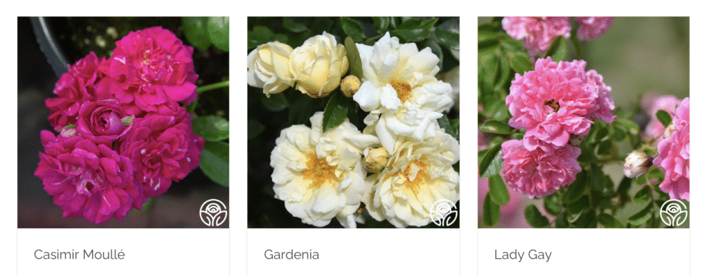 Casimir Moulle, Gardenia, and Lady Gray rambling roses introduced by Heirloom Roses as a part of the Save the Ramblers Initiative